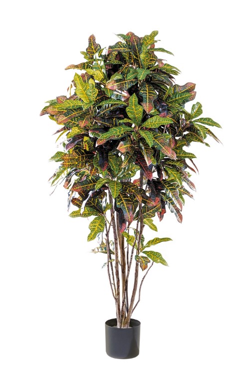 Croton Goldfinger H: 150 cm