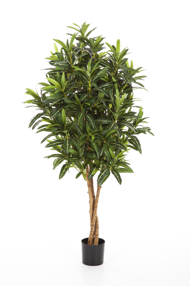 Croton Goldfinger H: 155 cm