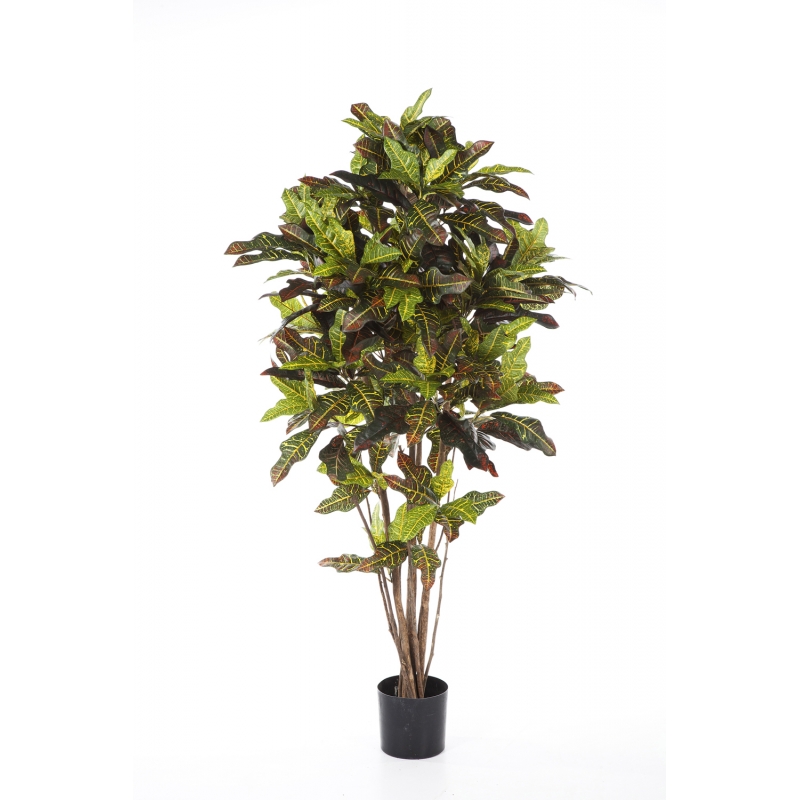 Croton Goldfinger H: 180 cm