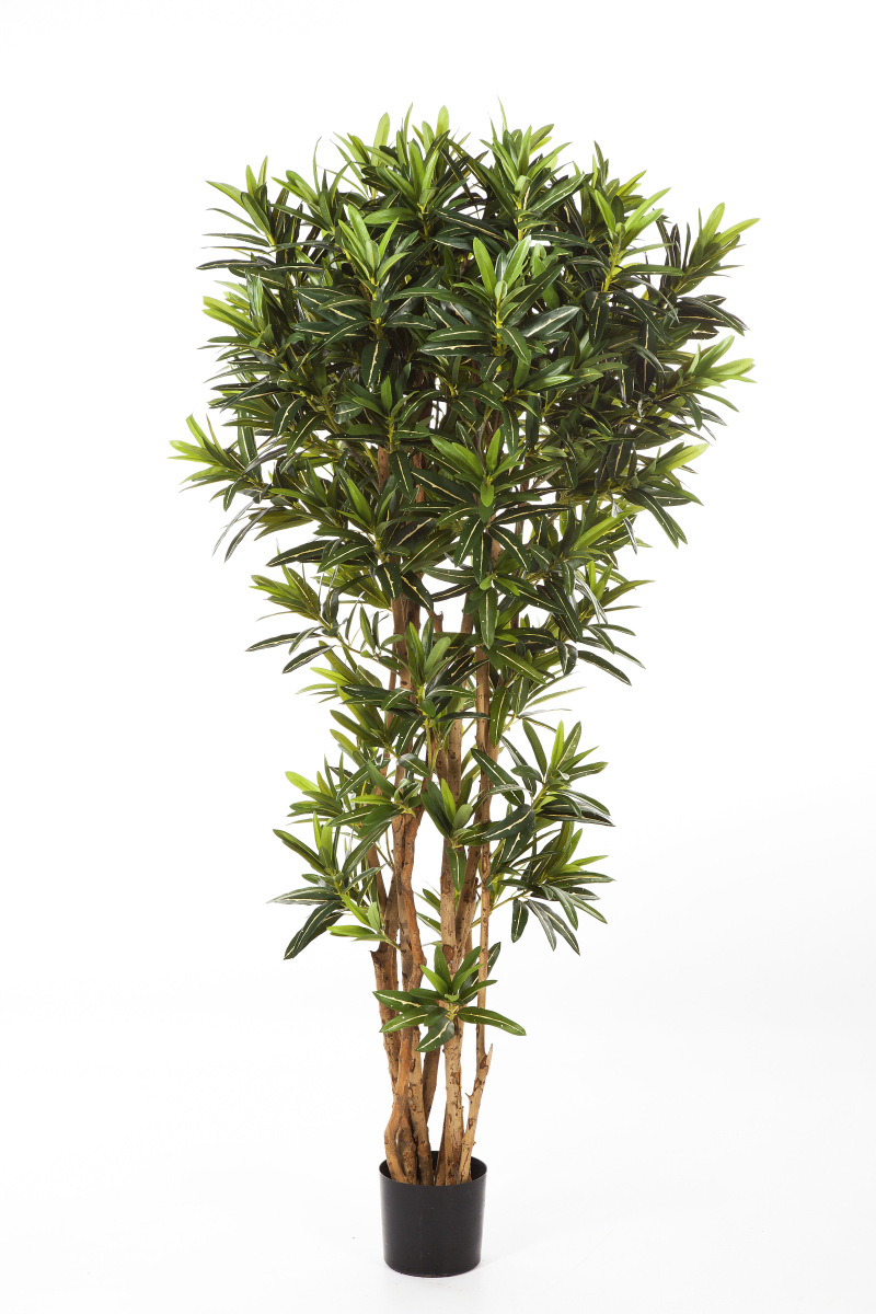 Croton Goldfinger Reflexa H: 180 cm