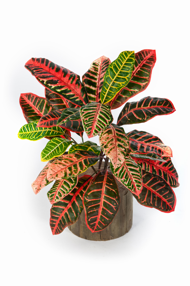 Croton Plant H: 75 cm