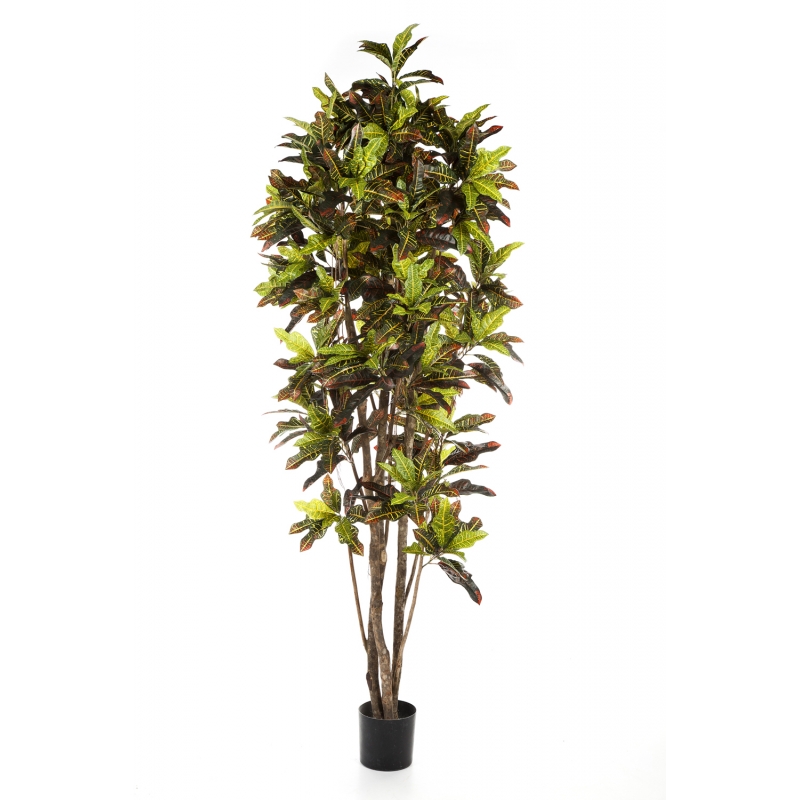 Croton tree Bont, H: 230cm