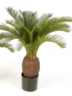 Cycas Plant H: 70 cm