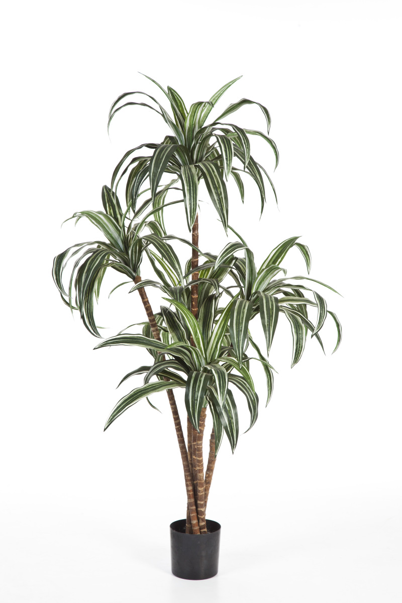 Dracaena Boom H: 120 cm