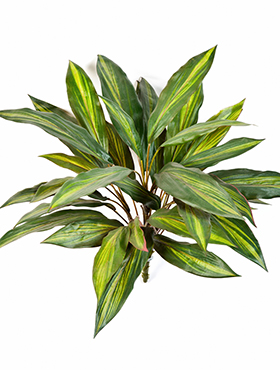 Dracaena Bush H: 48 cm