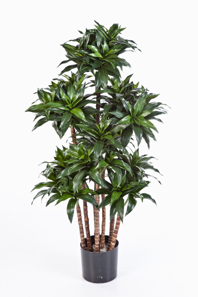 Dracaena Fagrans Compacta - Vlamvertragend H: 120 cm