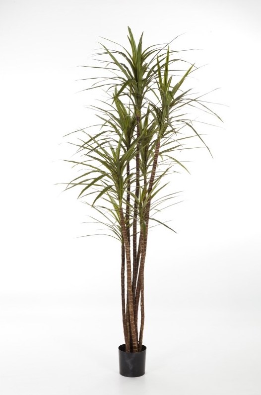 Dracaena Magenta H: 120 cm