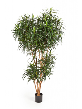 Dracaena Reflexa Anita Boom H: 150 cm