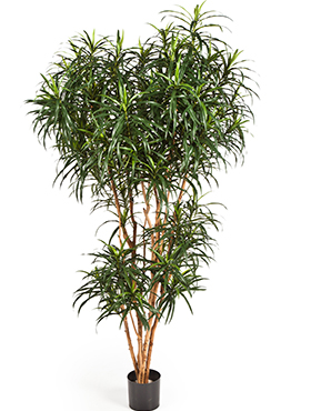 Dracaena Reflexa Anita Boom H: 180 cm