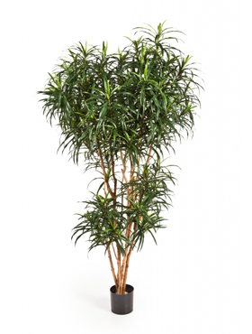 Dracaena Reflexa Anita Boom H: 210 cm