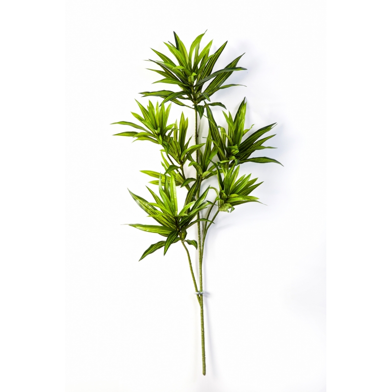 Dracaena Reflexa Bladtak H:  cm