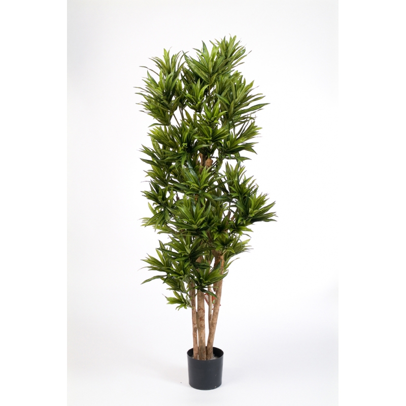 Dracaena Reflexa H: 120 cm