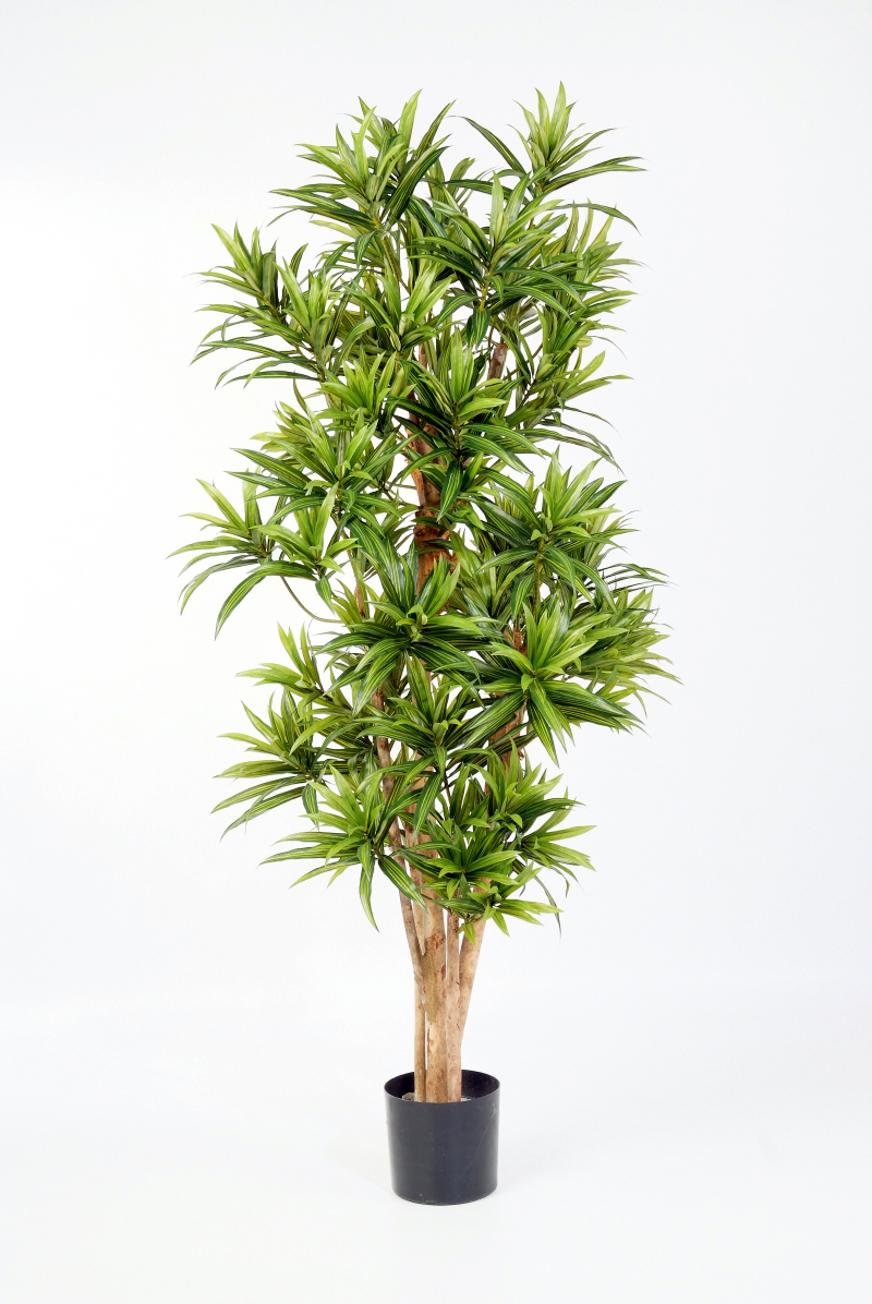 Dracaena Reflexa H: 150 cm