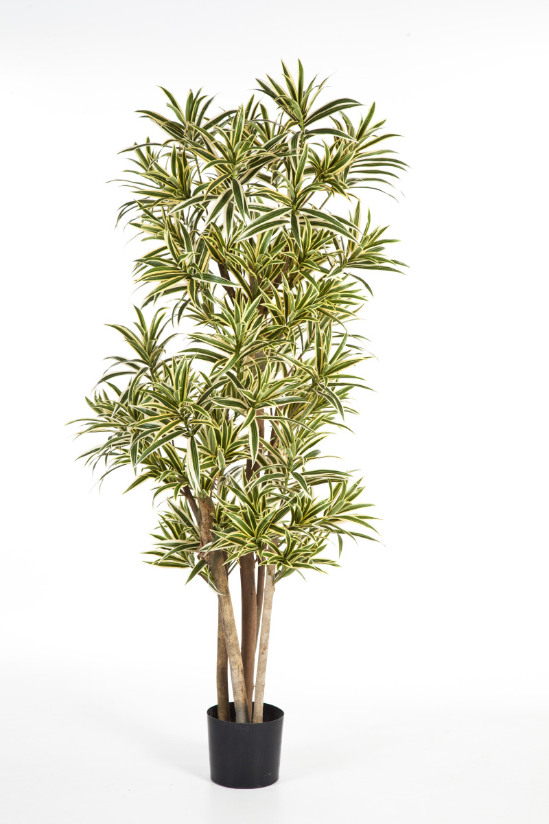 Dracaena Reflexa H: 150 cm