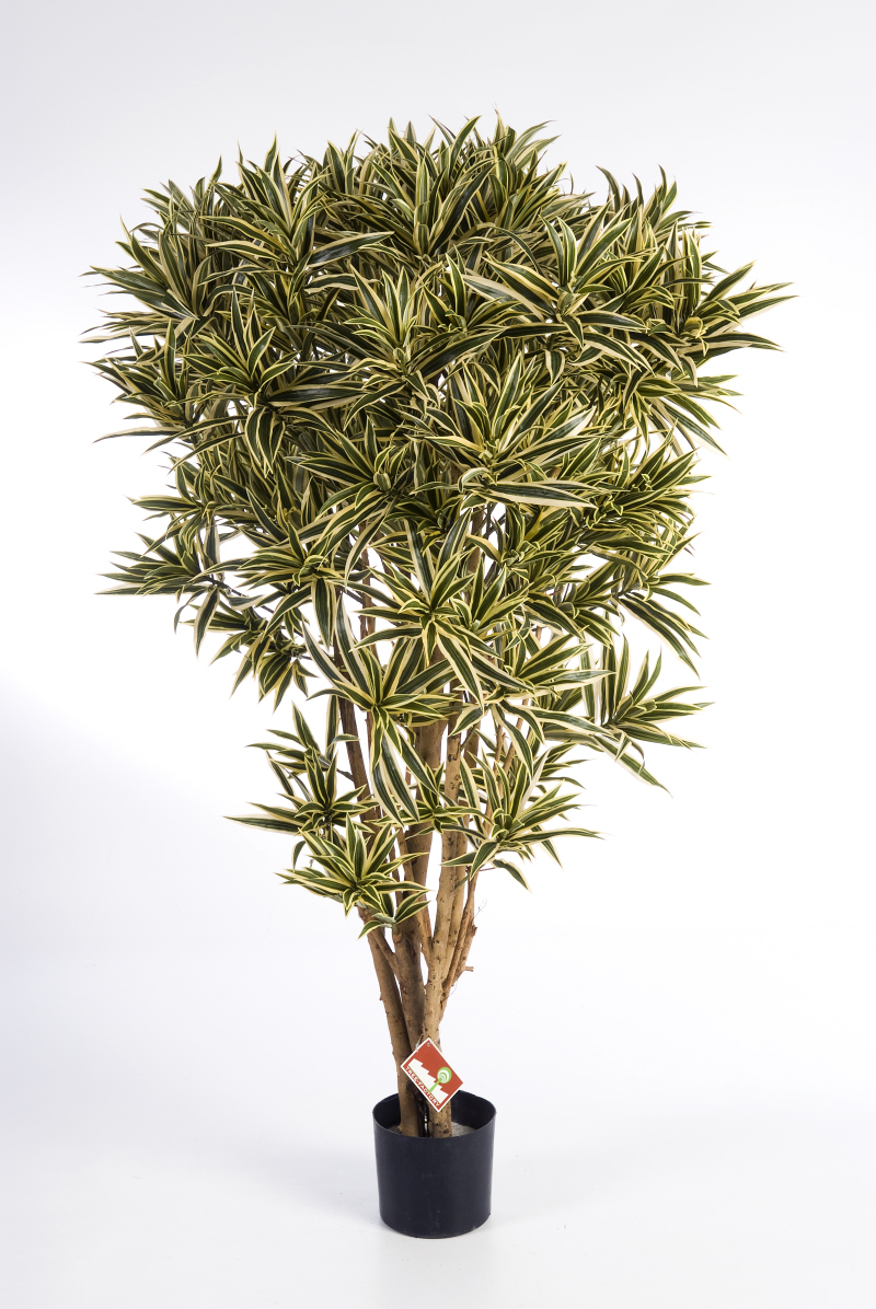 Dracaena Reflexa Jamaica H: 145 cm