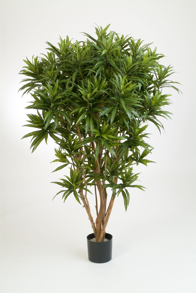 Dracaena Reflexa Jamaica H: 145 cm