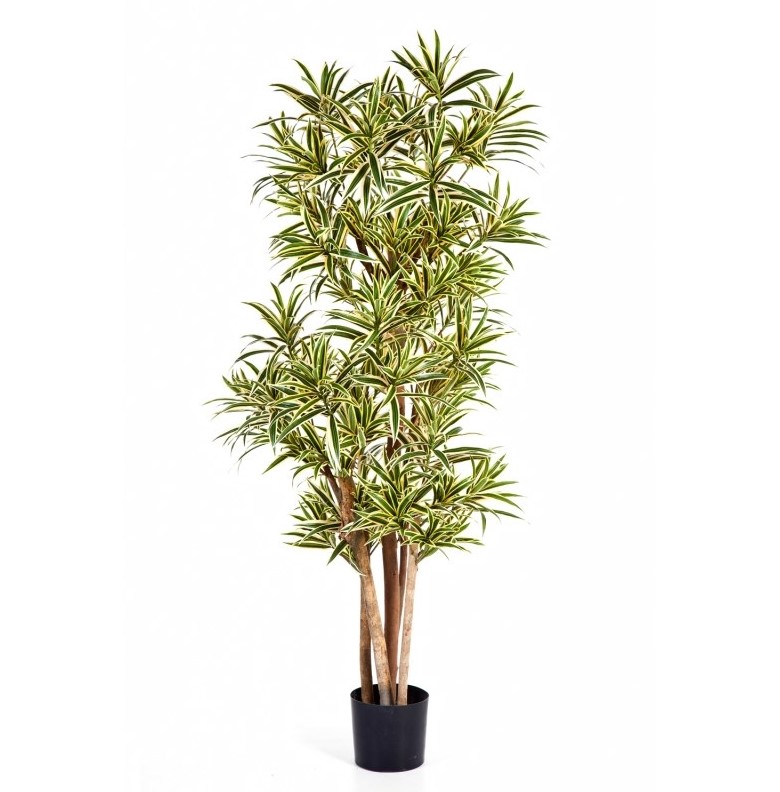 Dracaena Reflexa - Vlamvertragend  H: 150 cm