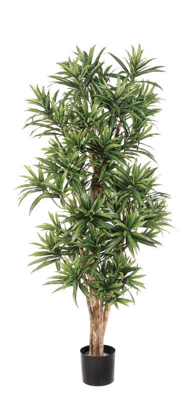 Dracaena Reflexa - Vlamvertragend  H: 150 cm