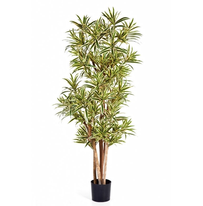 Dracaena Reflexa - Vlamvertragend  H: 180 cm