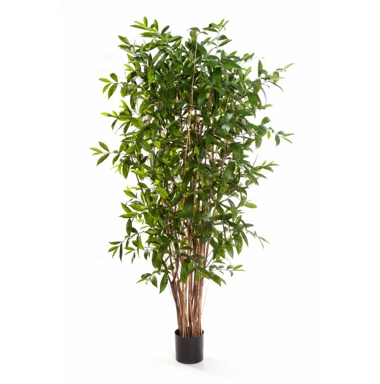 Dracaena Surculosa Boom H: 240 cm