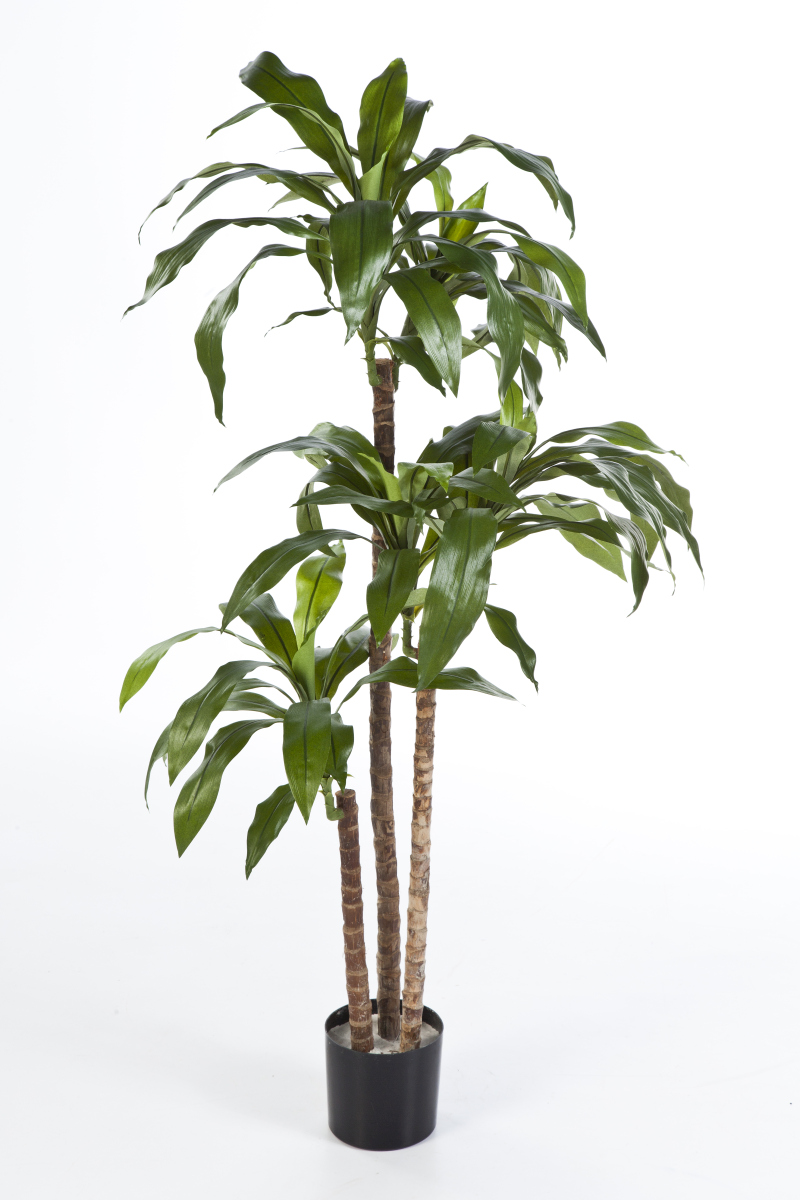 Dracaena - Vlamvertragend H: 120 cm