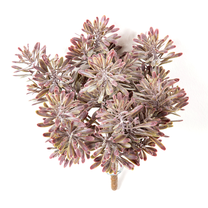 Dusty Miller Bush Burgundy H: 18 cm