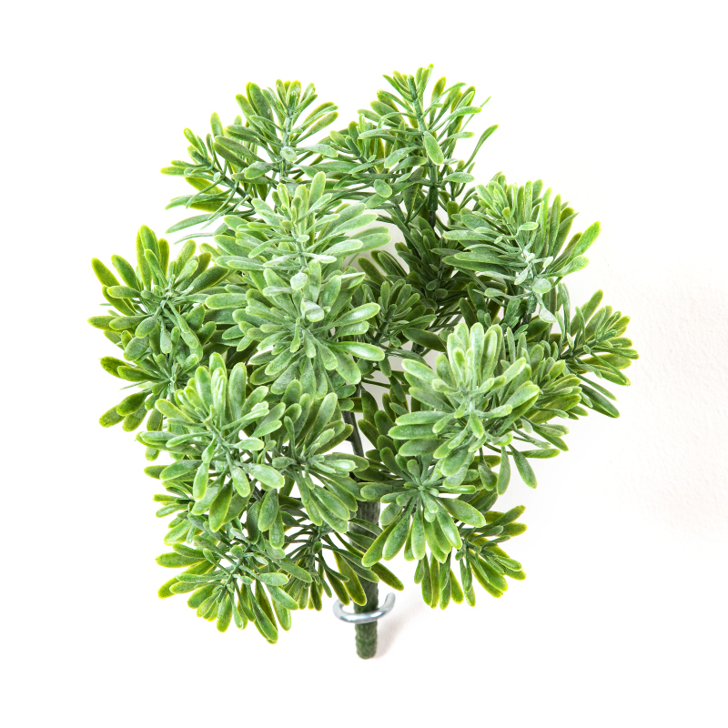 Dusty Miller Bush Groen H: 18 cm