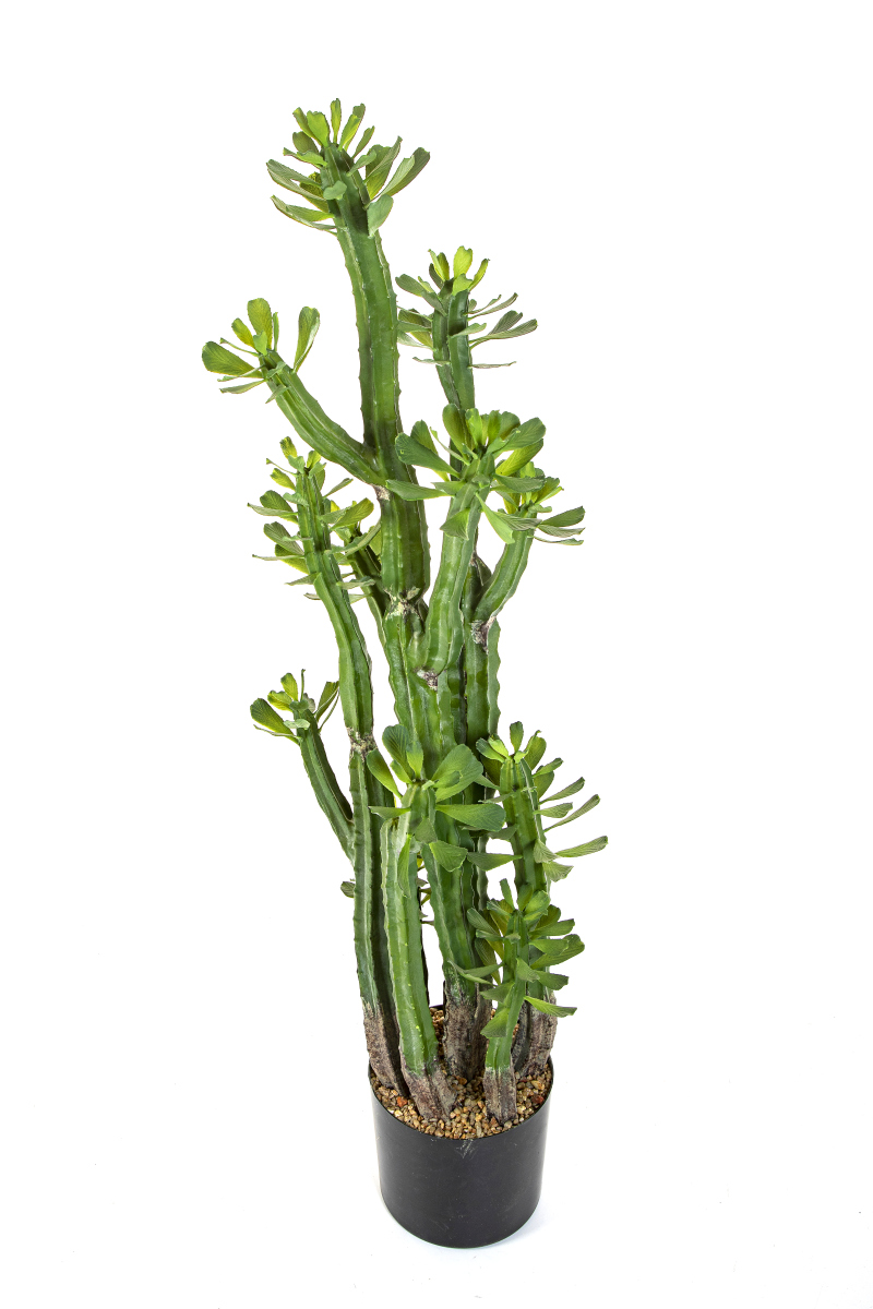 Euphorbia Royleana H: 118 cm