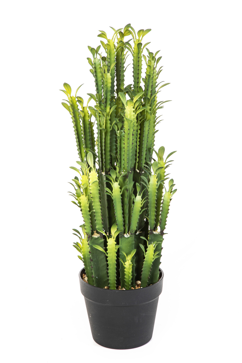 Euphorbia Trigona H: 64 cm