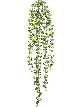 Ficus Barok Hang Bush H: 90 cm