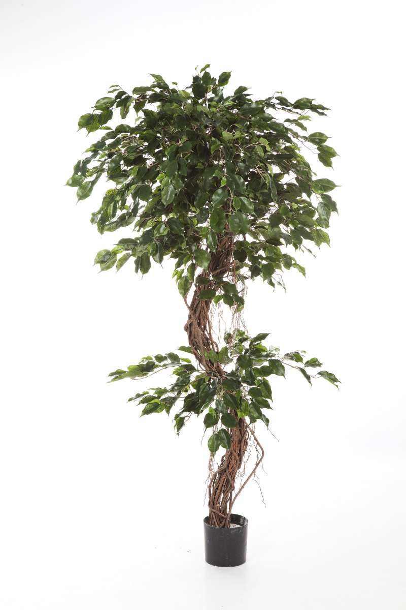 Ficus Corkscrew Exotica H: 180 cm