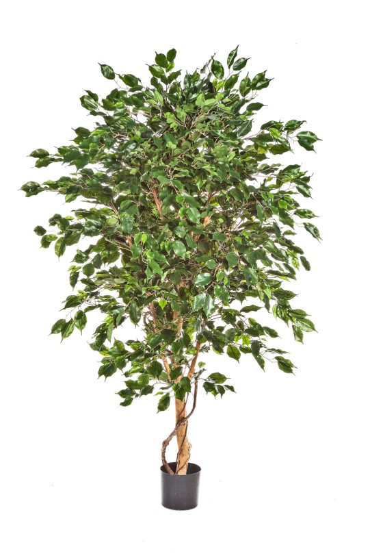 Ficus Deluxe Exotica Boom H: 150 cm