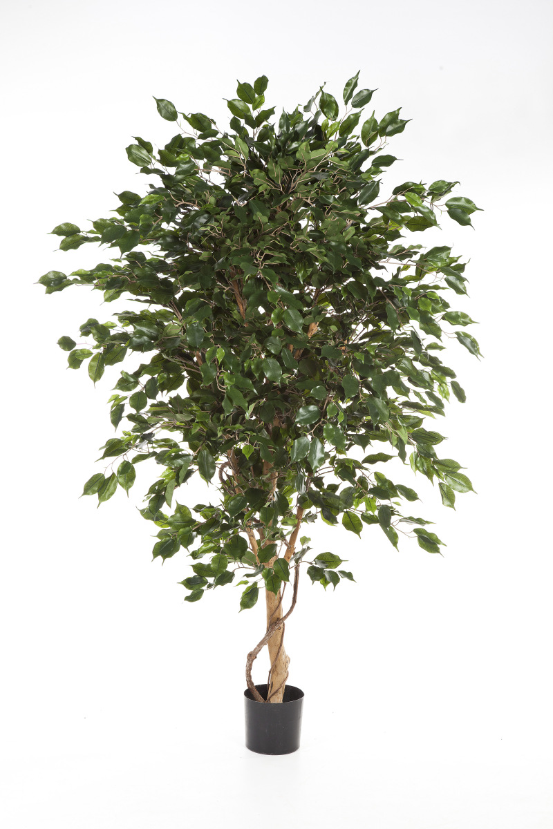 Ficus Deluxe Exotica Boom H: 180 cm