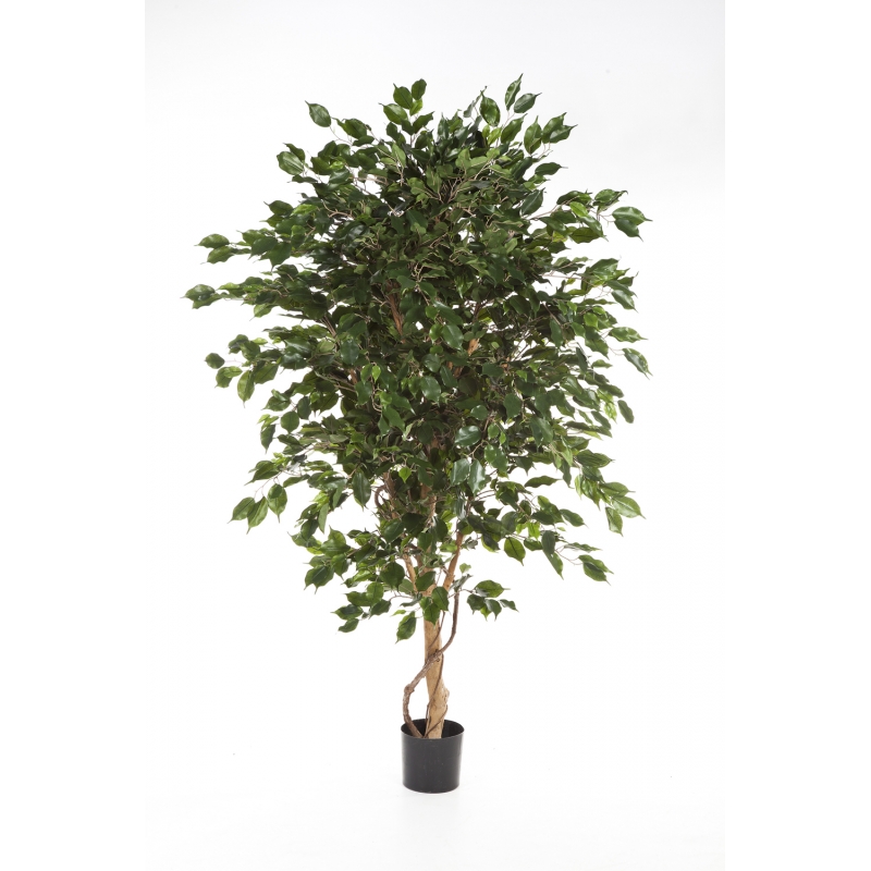 Ficus Deluxe Exotica Boom H: 240 cm