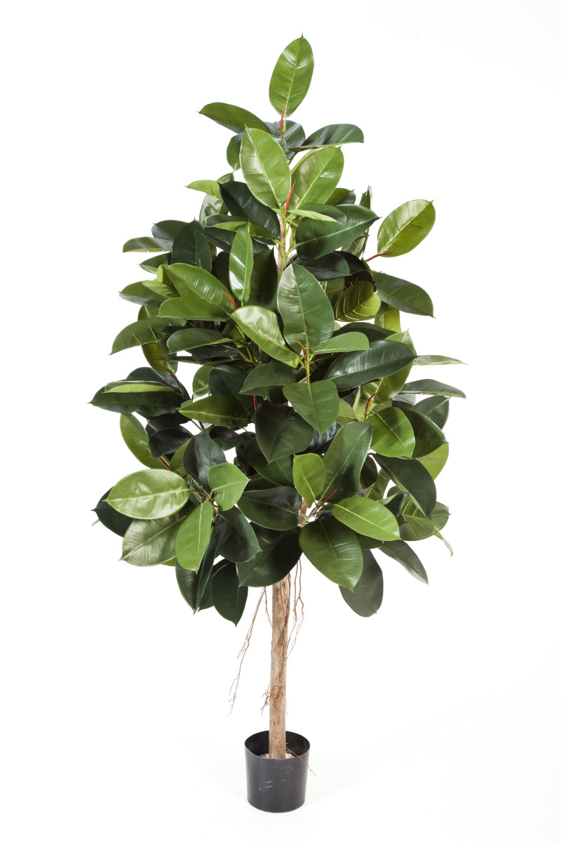 Ficus Elastica H: 140 cm