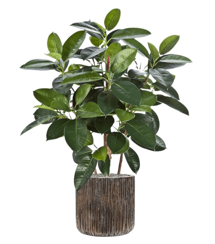 Ficus elastica in Baq Luxe Lite Universe Waterfall, Zijde verlijmd, diam: 33cm, H: 112cm