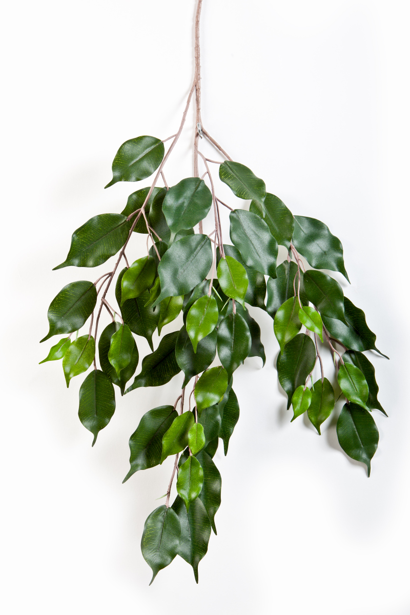 Ficus Exotica Bladtak H:  cm