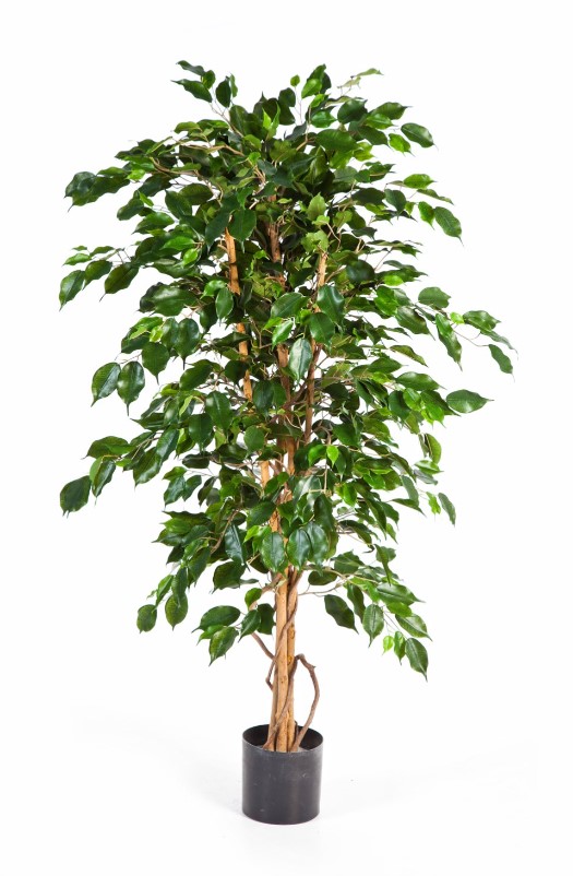 Ficus Exotica H: 120 cm