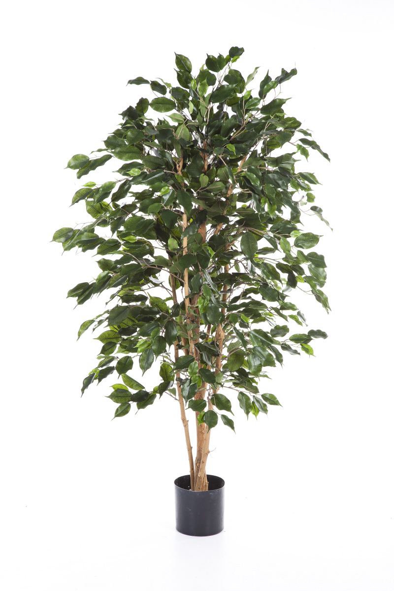 Ficus Exotica H: 150 cm