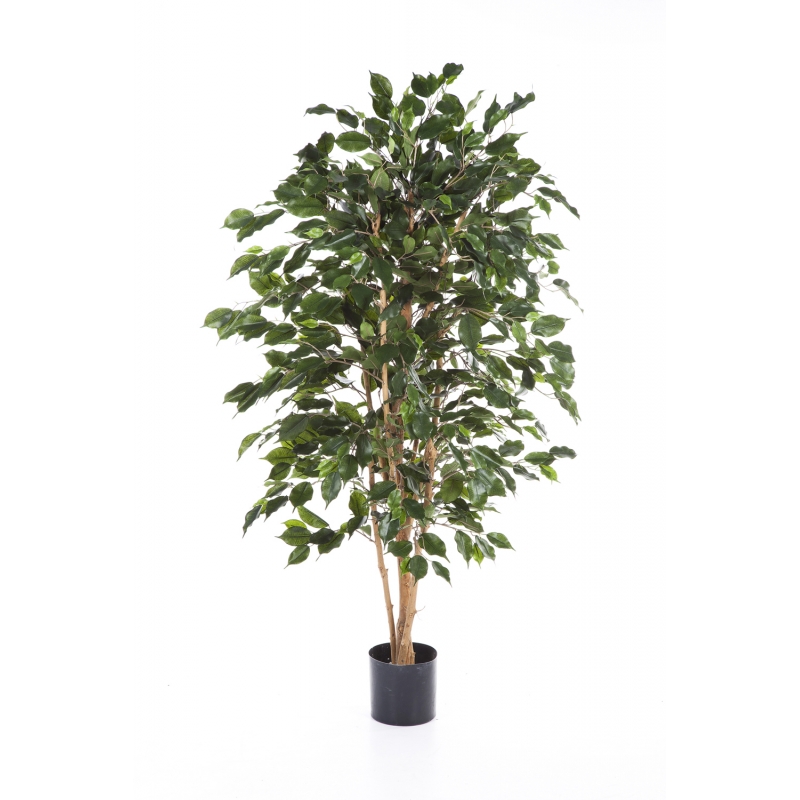 Ficus Exotica H: 180 cm Aantal bladeren: 1375 stuks,