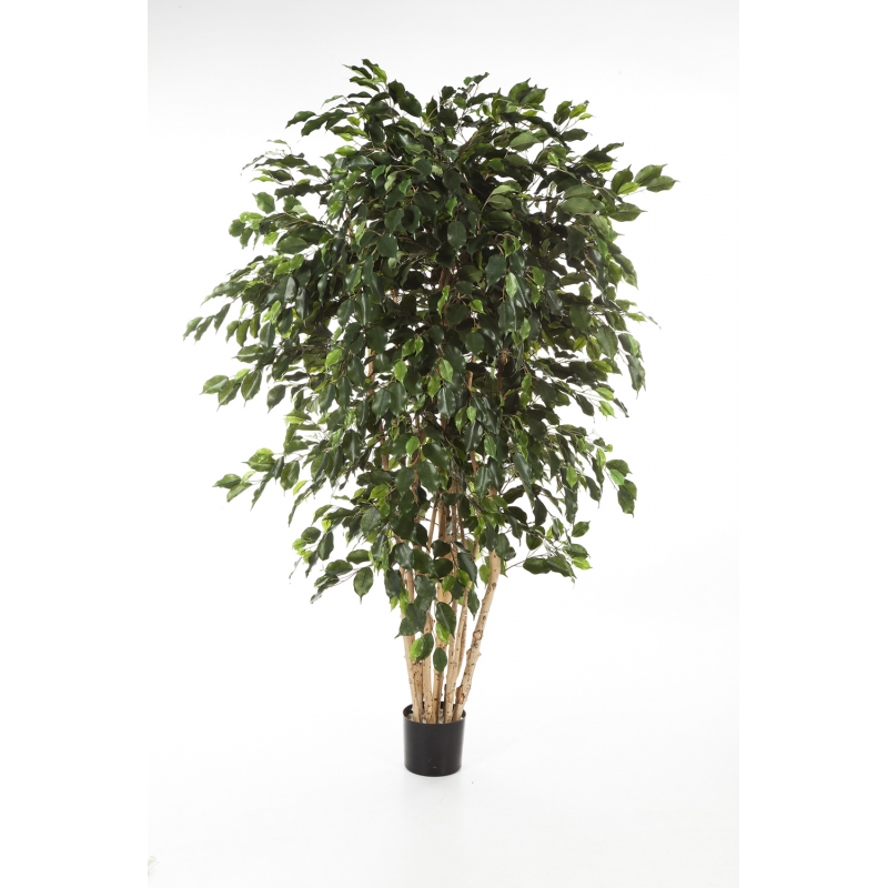 Ficus Exotica Multi Stam H: 180 cm