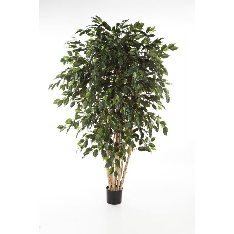 Ficus Exotica Multi Stam H: 240 cm