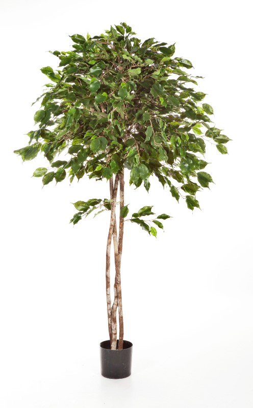 Ficus Exotica Umbrella H: 150 cm