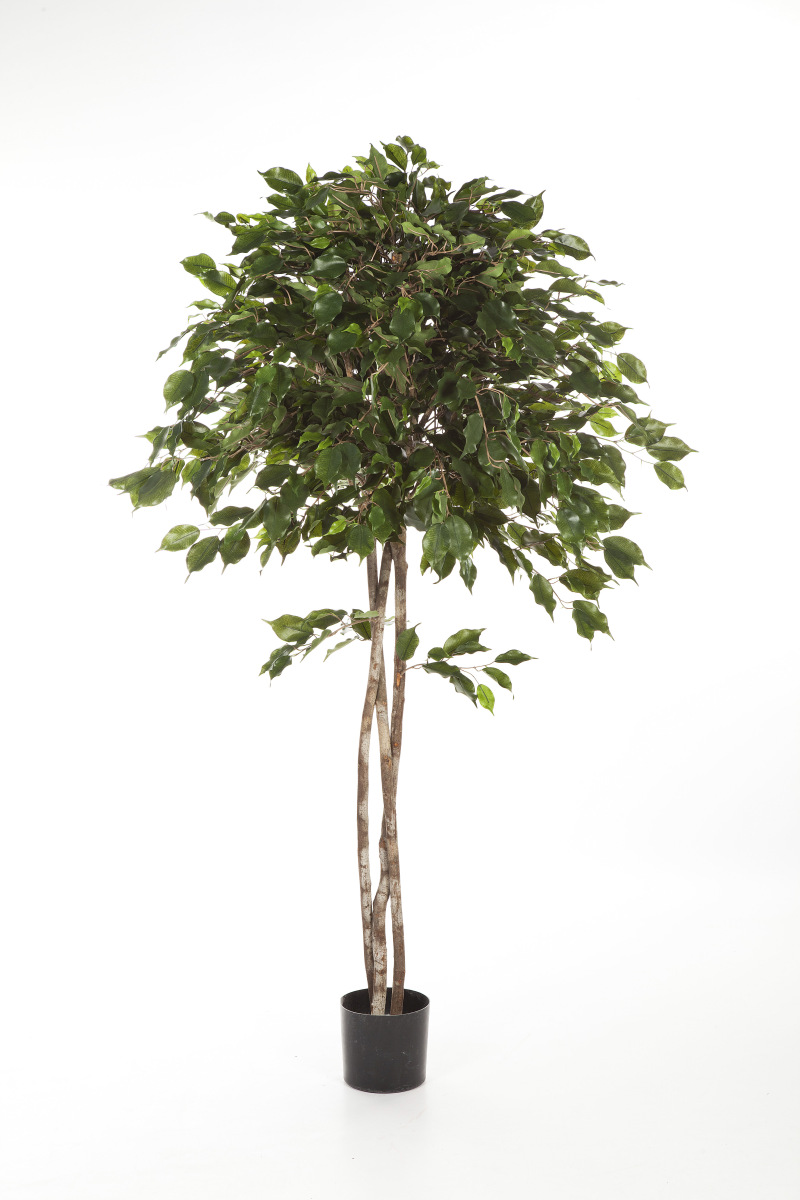 Ficus Exotica Umbrella H: 180 cm