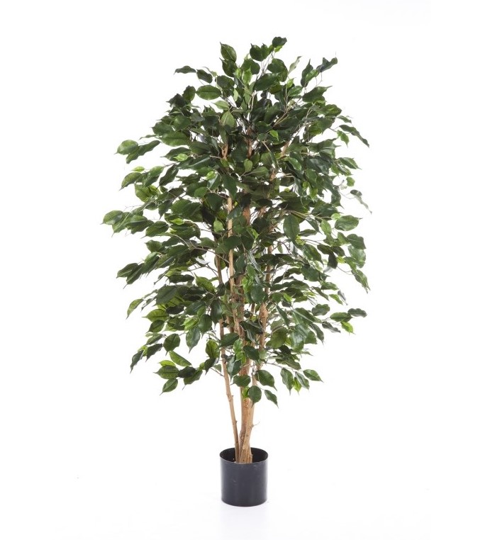 Ficus Exotica - Vlamvertragend  H: 120 cm