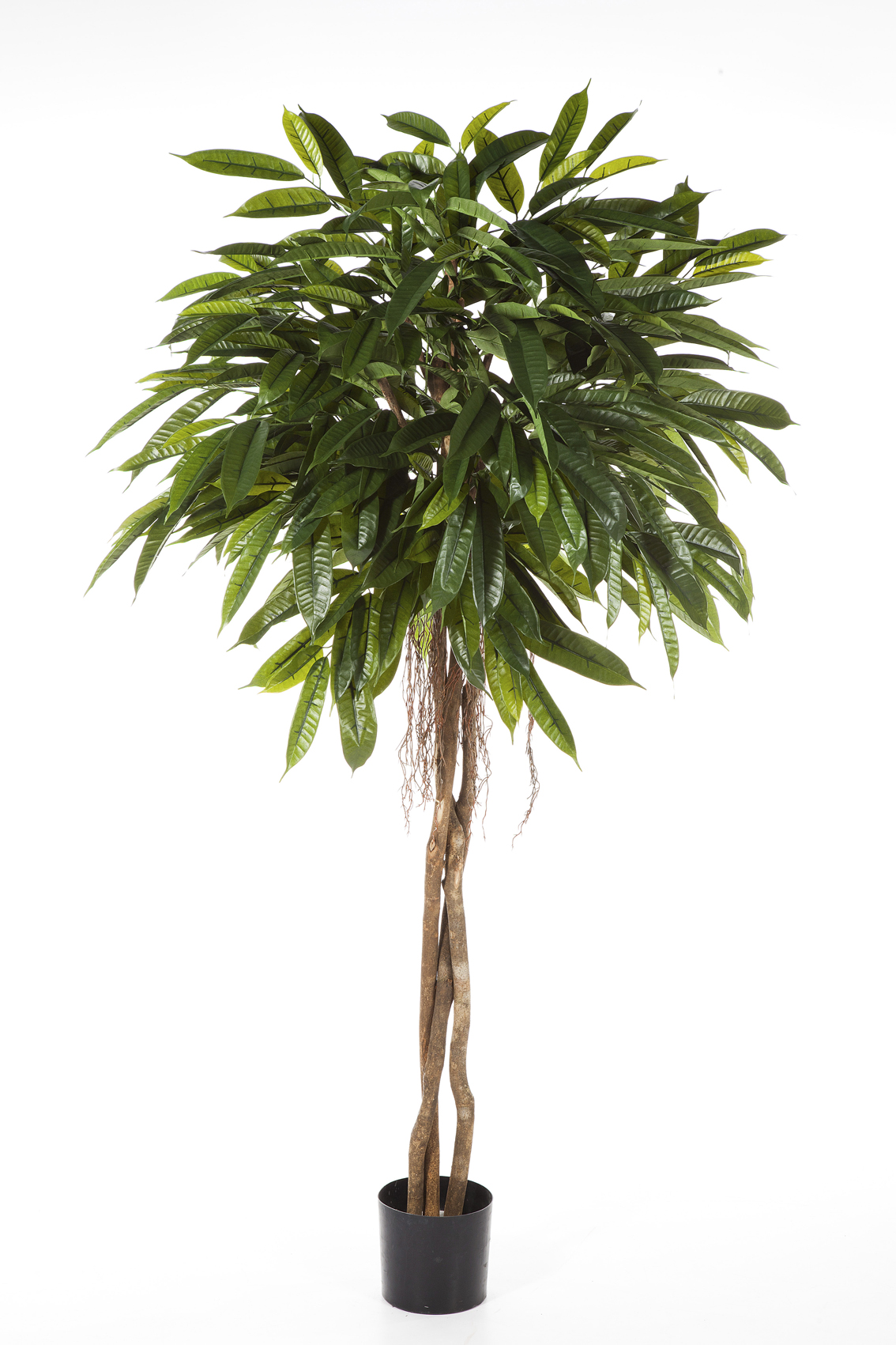 Ficus Fat Longifolia Umbrella H: 180 cm