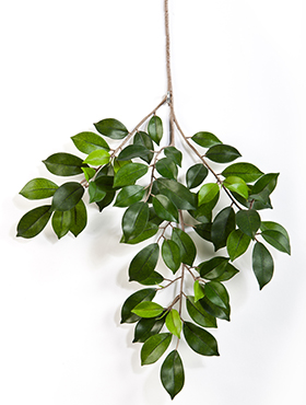 Ficus Folia Bladtak H: 48 cm