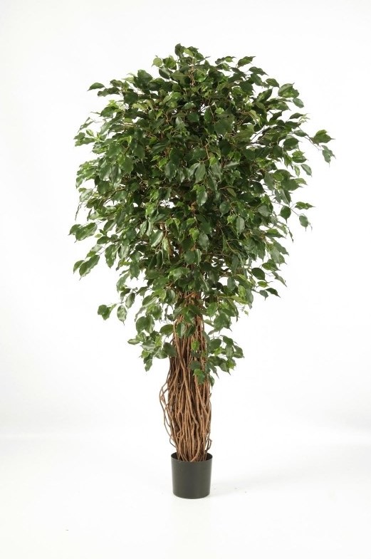 Ficus Liaan Exotica  H: 120 cm