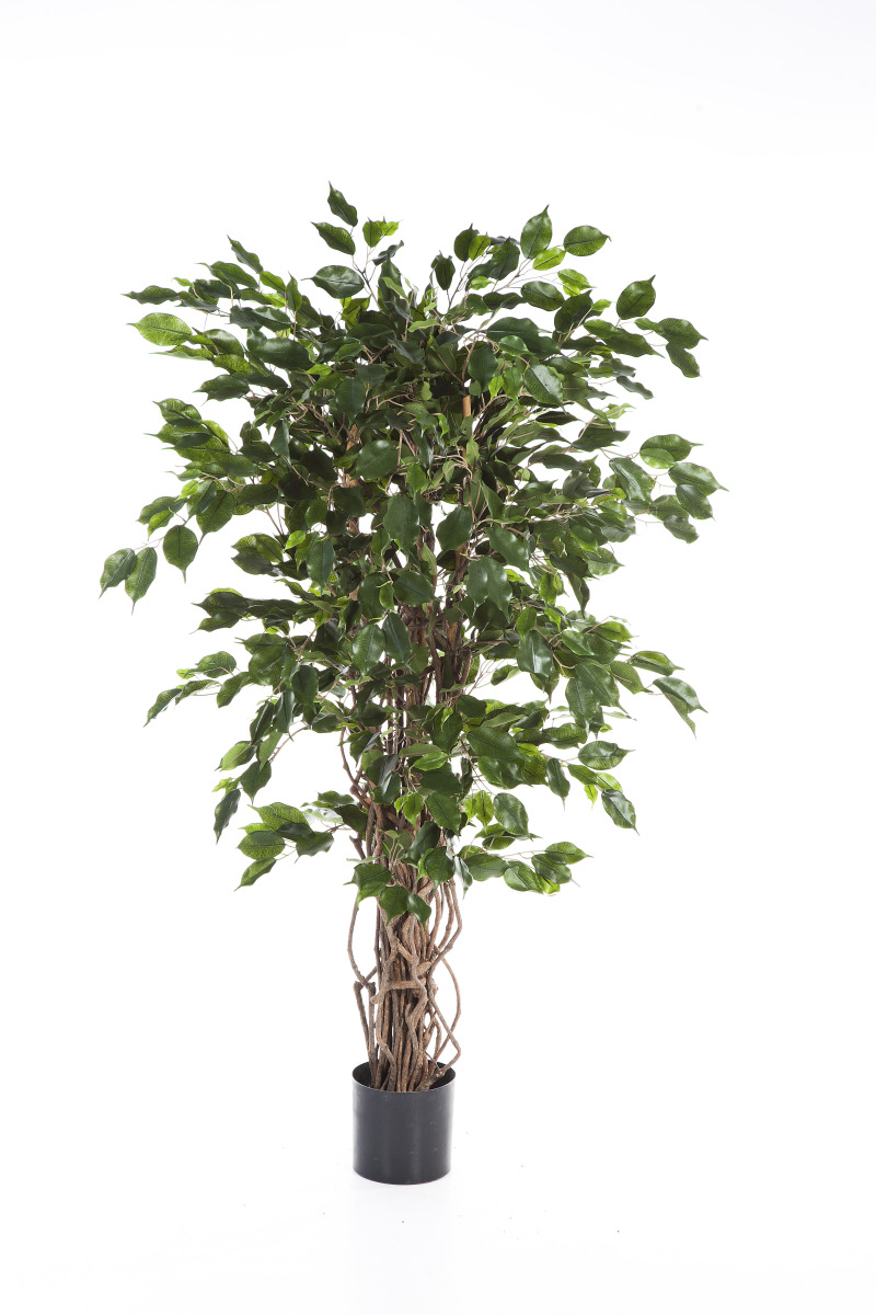 Ficus Liaan Exotica H: 150 cm