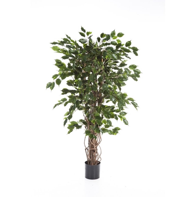 Ficus Liaan Exotica H: 180 cm